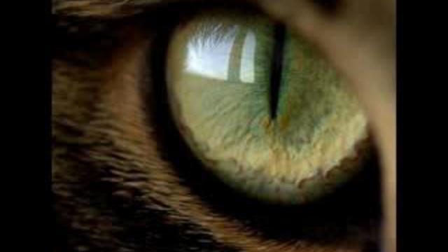 Flёur - Тёплые коты смотреть онлайн