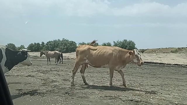 Теперь они отдыхают. смотреть онлайн