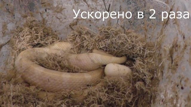 Кладка маиса в процессе или бесполезно длинный ролик