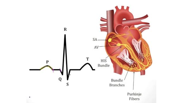 Проводящая система сердца