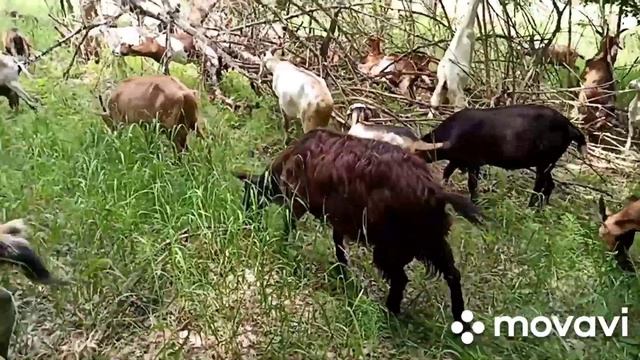 Самое здоровое и полезное мясо смотреть онлайн