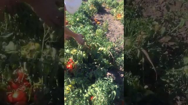 Томат Помидор крупноплодный ранний для не длительного хранения Багира смотреть онлайн