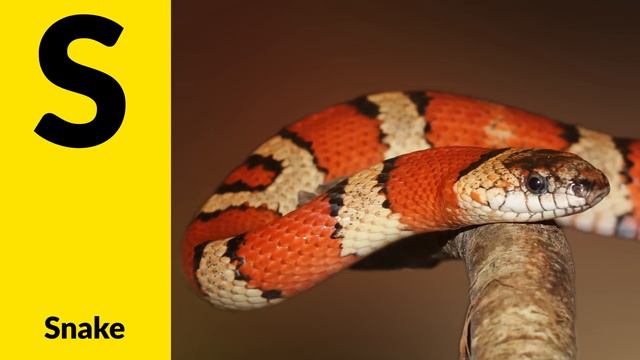 Animals Starting With S - Learn Animal Words That Start With Letter S