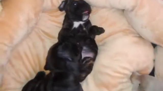 Ночные нежности 27.01.2015 смотреть онлайн