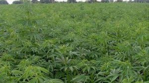 DISTEMPER - Ямайка