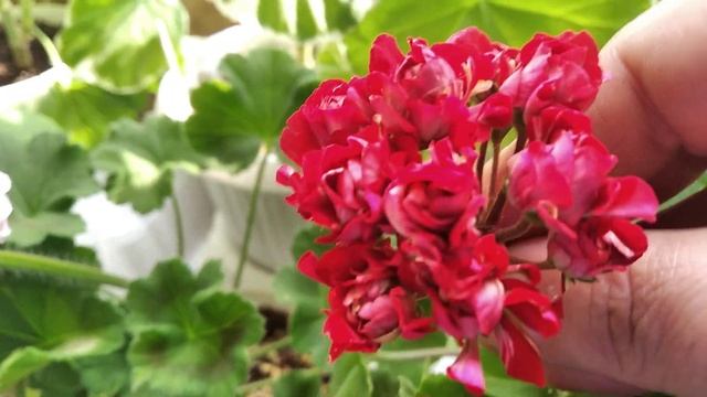 Пеларгонии 06.07.22 смотреть онлайн