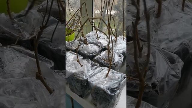 Отзыв заказа от "Сады России". смотреть онлайн