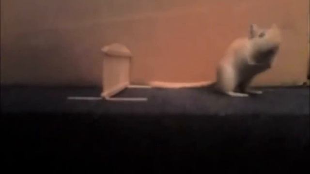 Gerbil agility and tricks смотреть онлайн