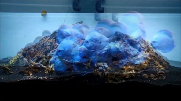 Beautiful Mercury Blue Discus Tank | Beautiful Angel Discus Fish