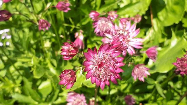 В саду у Зои ! смотреть онлайн