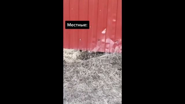 тикток не сдал ЕГЭ - подборка мемов #3 смотреть онлайн