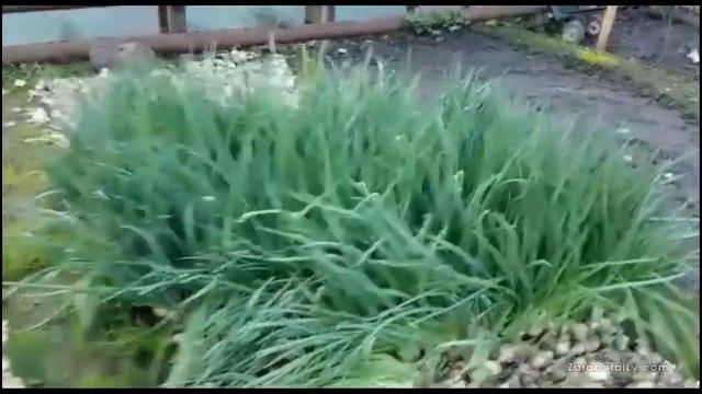 Крайняя срезка зелени и посевная лука Стардаст смотреть онлайн