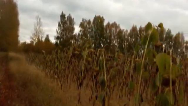 Осень в Поспелихе смотреть онлайн