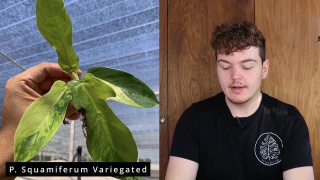 10 Rare Variegated Philodendron смотреть онлайн