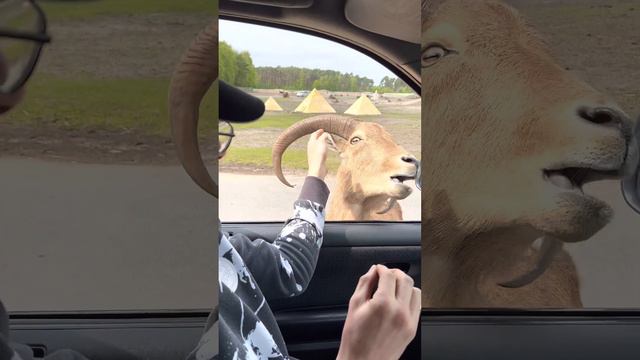 Сафари-Парк в Германии Serengeti-Park смотреть онлайн