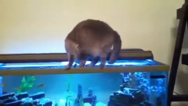 Кот намочил лапы в аквариуме смотреть онлайн
