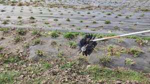 Работа щётки для чистки клубники к триммеру