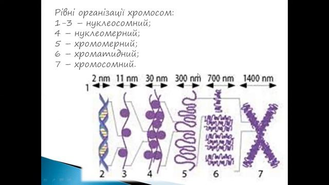 Будова і функції хромосом (біологія 9 клас). смотреть онлайн