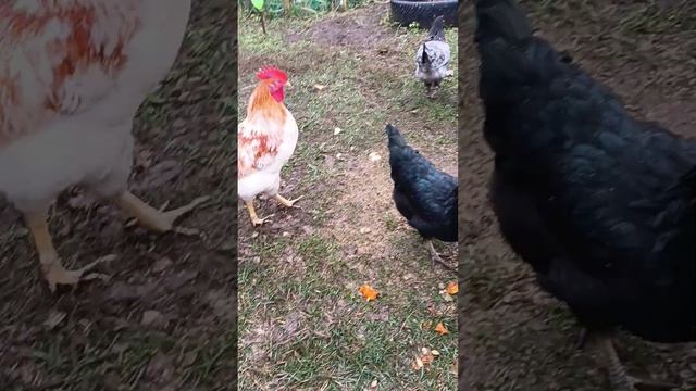 Мои курочки и петушки подросли 4,5 месяца смотреть онлайн