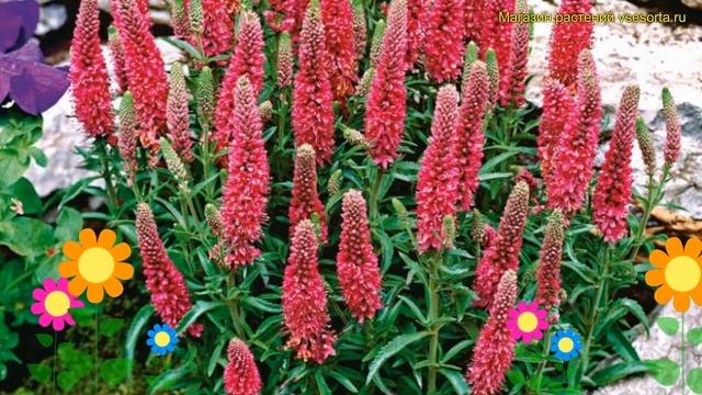 Вероника колосистая Хайдекинд. Краткий обзор, описание характеристик veronica icicle Heidekind смотреть онлайн