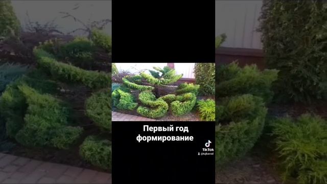 можжевельник в новой форме #topiary #дом #дача #идеи #красота #сад #зелень #витебск смотреть онлайн