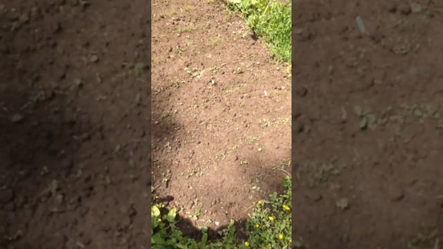 Дачные дела. Не были 3 недели. смотреть онлайн