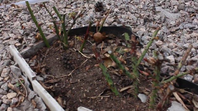 Greenhouse Gardening Tips