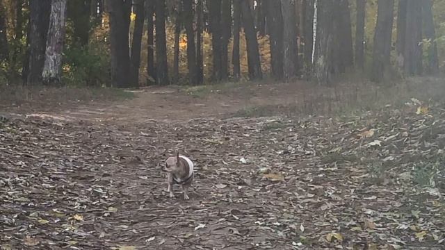 ВЫХОДНОЙ С МАЛЮСЕНЬКОЙ СОБАЧКОЙ смотреть онлайн