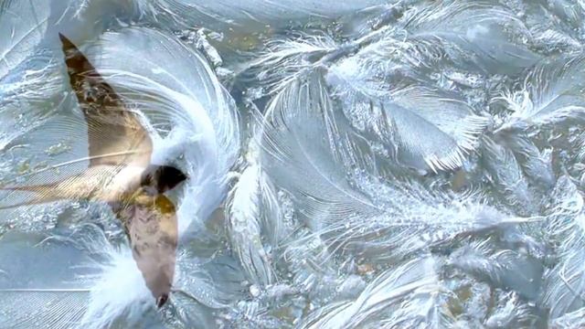 Поэзия~Птичка Божия~ смотреть онлайн