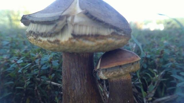 Bolete Mushrooms Time-Lapse for 7days смотреть онлайн