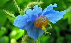 «Меконопсис» РЕЛАКС АРТ-ТЕРАПИЯ ИМПРОВИЗАЦИЯ композитор Виктор Анохин #музыка #instrumental #цветы