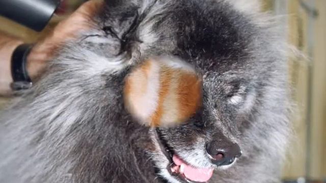 "Groomerie". Груминг, стрижка шпица. Киев. смотреть онлайн