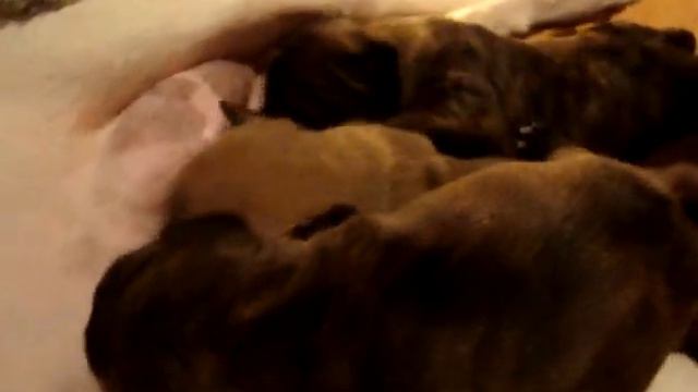French bulldogs Versal'eza@Rufuss смотреть онлайн