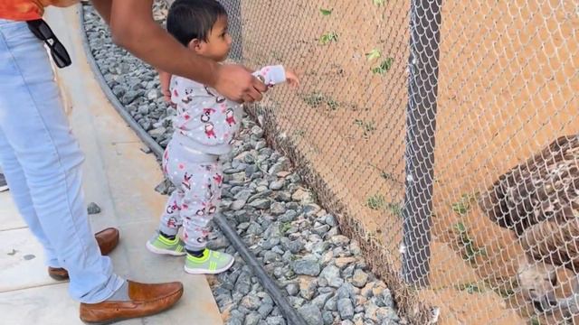 ఉమ్ అల్ కువైన్ జూ లో ఎమున్నై ??? || Umm Al Quwain Zoo UAE | Umm Al Quwain Wild Life Park смотреть онлайн