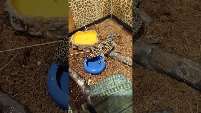 питание Адика, ящерица Леопардовый Геккон смотреть онлайн