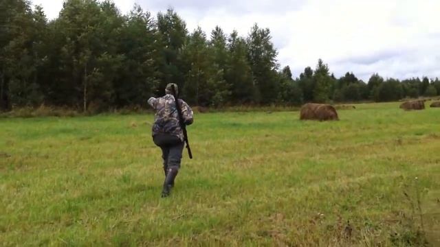 Английский сеттер. 6 месяцев. смотреть онлайн