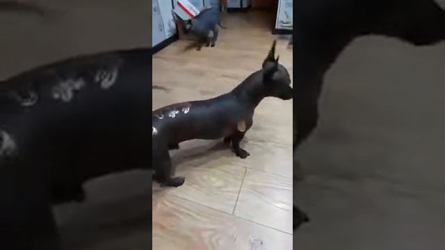 Жорик собрался на море