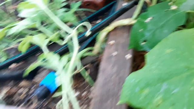 Маленькая теплица. Вся правда!!! смотреть онлайн