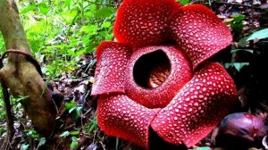 Растения, которые едят животных, а также другие необычные и удивительные растения нашей планеты