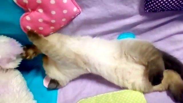 Окрас сил- поинт)шкодная шотландка) смотреть онлайн