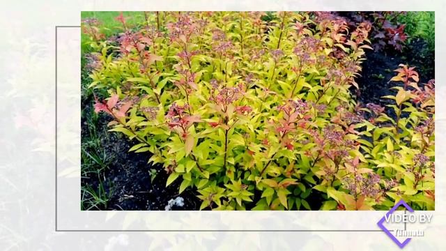 Виртуальная экскурсия "Декоративные кустарники в ландшафтном дизайне" смотреть онлайн