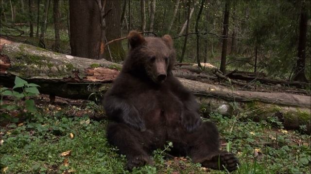 «ЛЕНИВЫЕ» МЕДВЕЖАТА. Продолжение. Старшая группа смотреть онлайн