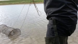 Ловля рыбы на вершу. Рыбу нынче стало сложно ловить!