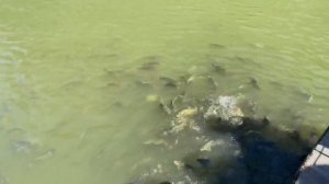 Форелевое озеро Алтай Чемал