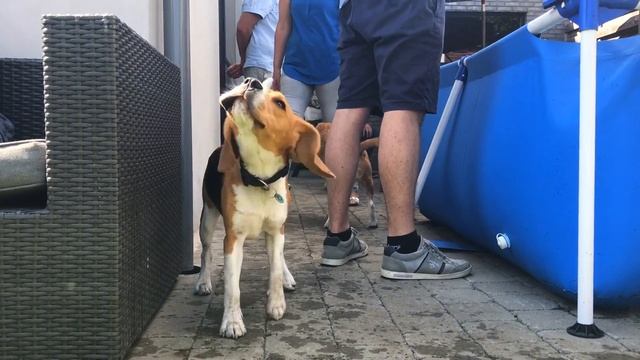 Ex-Lab BEAGLE Gets His FIRST SURPRISE PARTY! смотреть онлайн