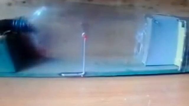 самодельные ловушки для крыс и мышей смотреть онлайн