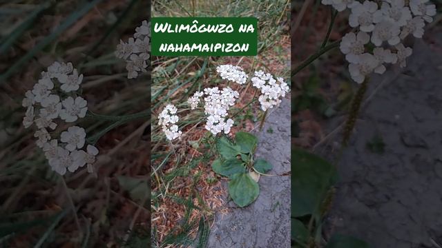 Yarrow medicine smells good: Abenaki Language (Awani format) 🌿#abenaki #nativeamerican #botany смотреть онлайн