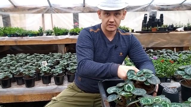 Цикламены. Продолжаем выращивать цикламены к 8 марта. смотреть онлайн