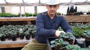 Цикламены. Продолжаем выращивать цикламены к 8 марта.