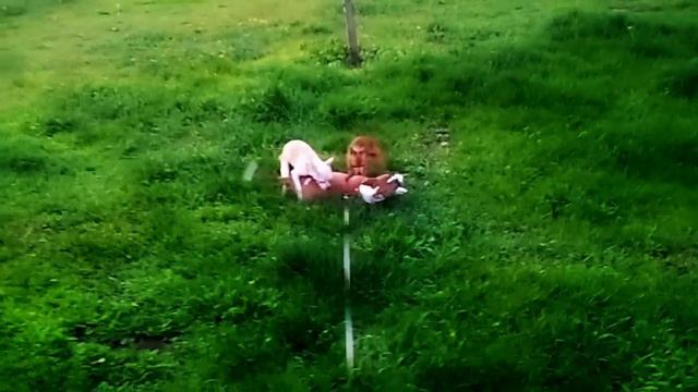 Тойчики атаковали бультерьера смотреть онлайн
